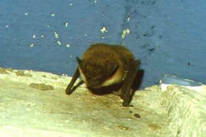 PipistrelloDiSavi2[1].jpg